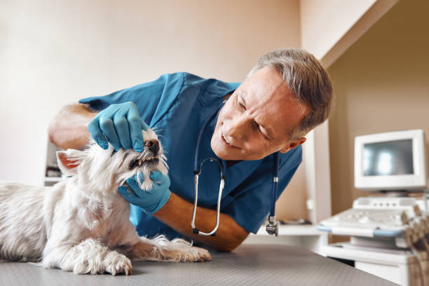 Best Same-Day Emergency Dental Services in Rafter J Ranch, WY